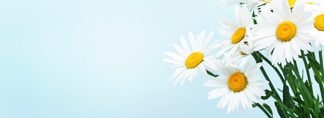 Obraz premium Camomile,chamomile bouquet,daisy flowers banner empty copy space.T