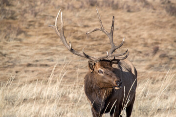 Bull elk with large antlers grazing in Colorado Rocky Mountains meadow, USA