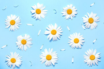 Daisies flowers top view pattern on blue background,chamomile flat lay floral backdrop..