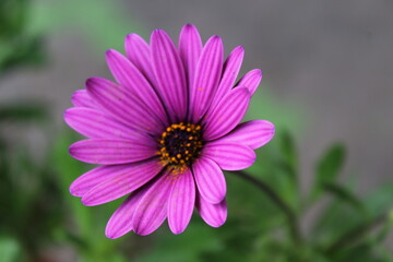 Fototapeta premium Purpure flower 