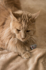 A beautiful fluffy red cat lies on a beige bedspread with a small gray toy mouse. Good for flyers, posters, billboards.