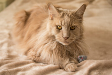 A beautiful fluffy red cat lies on a beige bedspread with a small gray toy mouse. Good for flyers, posters, billboards.