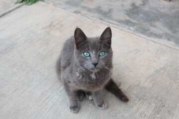 Gatos
Cats
Feline
Pet
Mascota