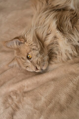 
A beautiful fluffy ginger cat lies on a beige bedspread. Good for flyers, posters, billboards.