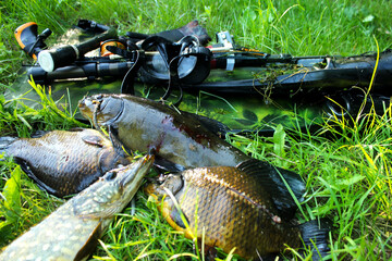Spearfishing. Underwater gun, fins and fish on the grass on the waterfront.