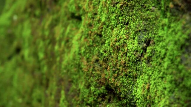 Video of old stone completely covered with green and yellow moss in the jungle