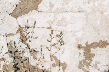 Grass and its shadow on the wall with peeling white plaster.Creative nature background.Copy space,selective focus