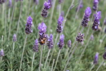 Obraz premium bee in a flower