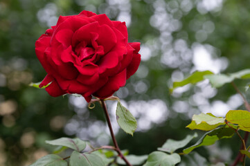 Rote Rosen blühen im Garten