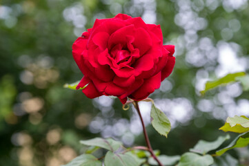 Rote Rosen blühen im Garten