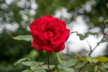 Rote Rosen blühen im Garten
