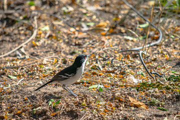 batará mayor​, batará grande, batará blanco y negro, chororó, hormiguero mayor u hormiguero grande, pajaro nego y blanco 