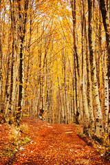 Path through the beech forest in autumn