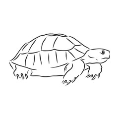 Graphical tortoise isolated on white background,vector illustration, tattoo animal. turtle, vector sketch illustration