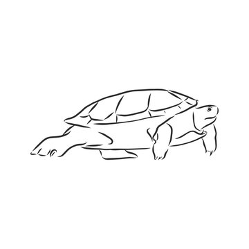 Graphical tortoise isolated on white background,vector illustration, tattoo animal. turtle, vector sketch illustration