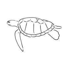 Graphical tortoise isolated on white background,vector illustration, tattoo animal. turtle, vector sketch illustration