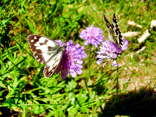 Marbled White Butterflies (Melanargia galathea) on a Field scabius