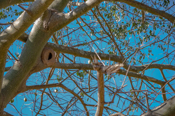 nido de pájaro hornero ubicado en plata de palo borracho o palo botella
