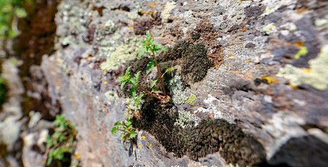The green grass growing the stone