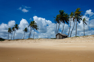 palm tree on the beach - cabana dos pescadores - Barra de Camaratuba - Paraíba