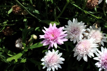 Una pequeña flor rosa 