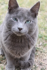 Black silver cat, with greenish eyes.
Pet
Gato negro ojos azules