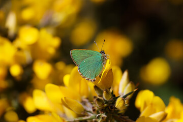 A Green Hairstreak butterfly perched on yellow Gorse flowers.