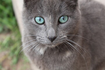 Naklejka na ściany i meble Black silver cat, with greenish eyes. Pet Gato negro ojos azules