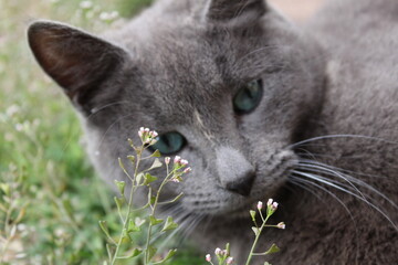 Black silver cat, with greenish eyes.
Pet
Gato negro ojos azules