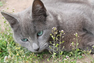 Black silver cat, with greenish eyes.
Pet
Gato negro ojos azules