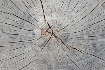 Fototapeta premium Closeup of a wood texture background