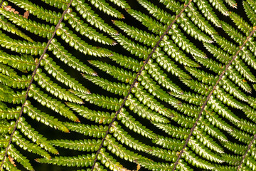 Tree Fern Leaves (Dicksonia antarctica)