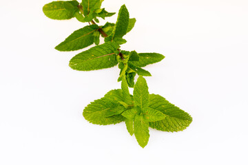 herbs fresh from the garden - mint