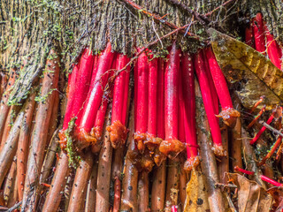 Amazonia, plant