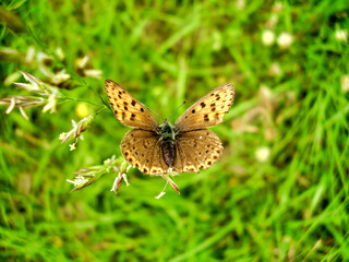 Female Purple Edged Copper Butterfly (Lycaena hippothoe) resting on a wild flower in a meadow