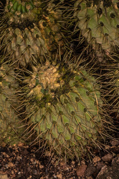 Barrel Cactus (Copiapoa haseltoniana)