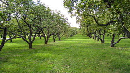 Apple orchard in Kolomensky park.