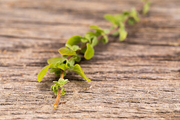herbs fresh from the garden - rosemary on an old wooden board