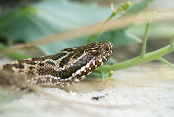 Meadow viper closeup, Eastern Europe.