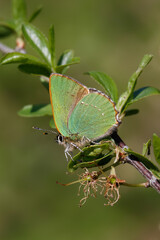 A Green Hairstreak butterfly perched on green leaves.