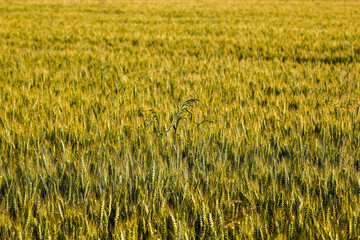 Summer field full of the wheat.