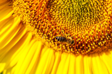 yelow sunflower with  bees on a blosoom
