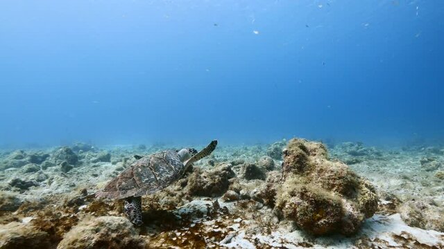 Hawksbill Sea Turtle swim in turquoise water of coral reef in Caribbean Sea / Curacao