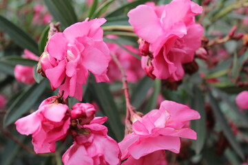 Нежность лета. 
Турция 2018 год