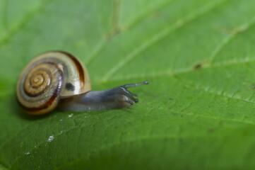 Background with a little snail with shell on a  green leaf