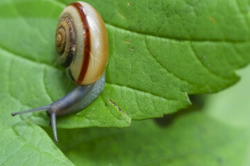 Background with a little snail with shell on a  green leaf