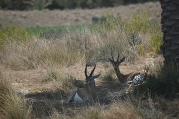 Small gazelle sitting on Sadiyat island, UAE.Desert Animals in UAE - Wildlife.