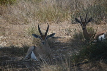 Small gazelle sitting on Sadiyat island, UAE.Desert Animals in UAE - Wildlife.