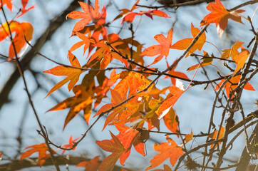 Hojas ocres del árbol en otoño. 9