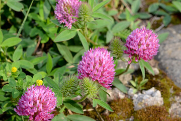 beautiful pink meadow clover flowers in the garden
